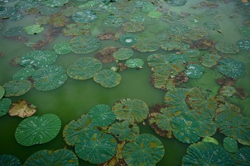 Waterlily background