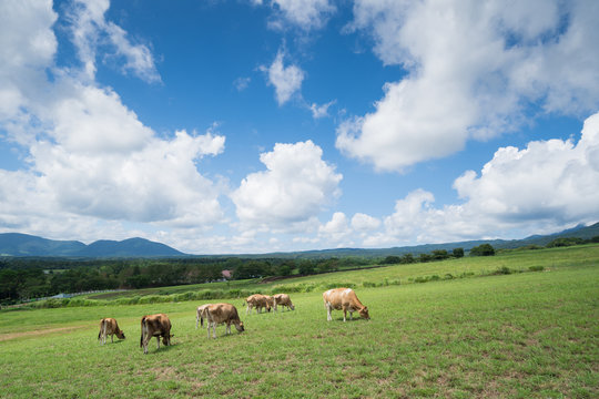蒜山高原images Browse 9 Stock Photos Vectors And Video Adobe Stock 蒜山高原images Browse 9 Stock Photos Vectors And Video Adobe Stock