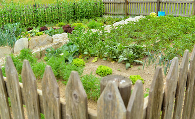 vegetable leaves growing in a vegetable garden closed by a wooden fence