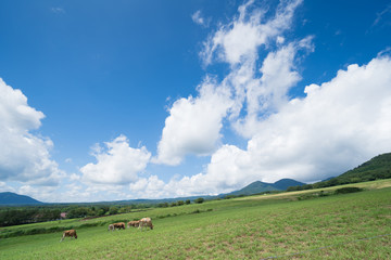 蒜山牧场 蒜山牧场