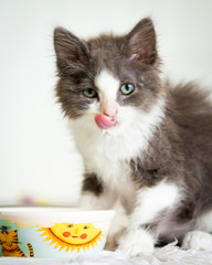 Kitten slurping up milk