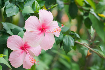 Hibiscus, the flower is a popular flower grown around the world. Especially in the tropical countries of America and Africa until the name. Queen of Tropical Flowers
