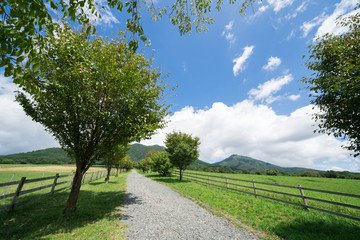 蒜山高原 ジャージー牛のいる牧場 岡山県真庭市蒜山地域 Wall Mural Kozo 蒜山高原 ジャージー牛のいる牧場 岡山県真庭市蒜山地域 Wall Mural Kozo