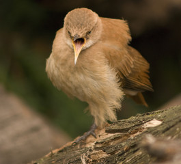Furnarius rufus