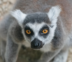 Neugieriger Affe
