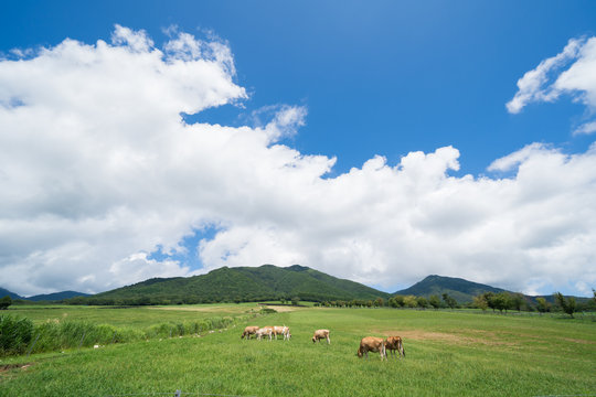 蒜山高原images Browse 911 Stock Photos Vectors And Video Adobe Stock 蒜山高原images Browse 911 Stock Photos Vectors And Video Adobe Stock