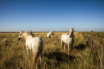 Naklejka na ściany i meble herd of beautiful domestic horses grazing on pasture in provence, france