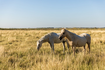 Obraz na płótnie Canvas beautiful white horses grazing on pasture, provence, france