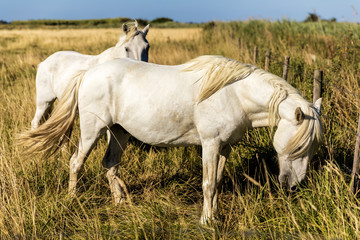 Obraz na płótnie Canvas scenic view of beautiful white horses grazing on pasture, provence, france