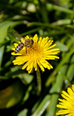 Dandelion bee