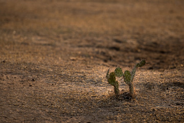 Cactus in desert