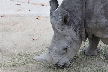 Obraz premium Madrid