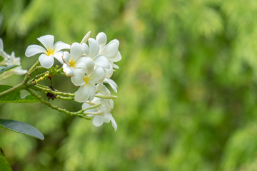 bouquet white plumeria