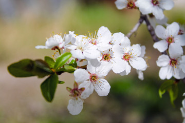 Blossoms spring