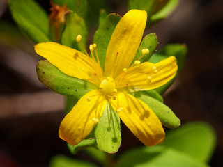 Fototapeta premium Trailing St John's-Wort (Hypericum humifusum)