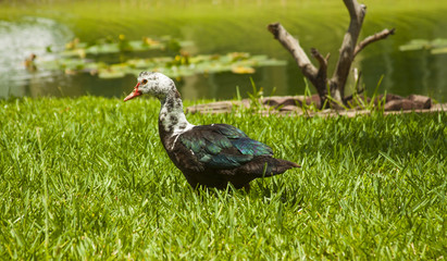duck & lake