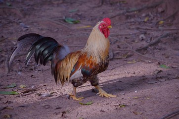 Chicken is looking for food