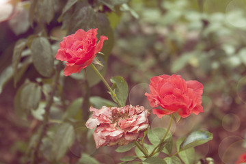 falling roses