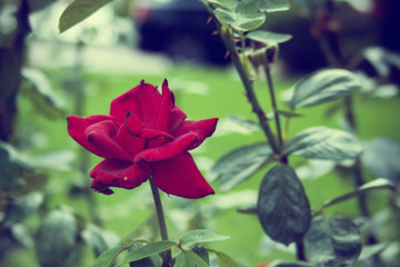 garden rose