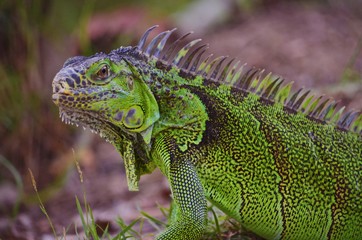 Close up of a large green iguana