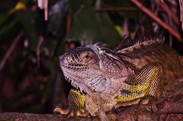 closeup iguana