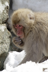 Snow Monkey in a forest near Nagano, Japan