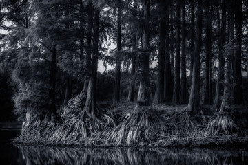 Naklejka premium sunset in grey