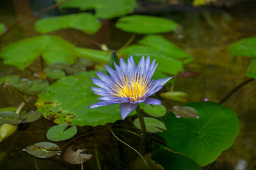 Natural Lotus
