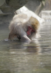 Japanese Macaque delousing in hot spring