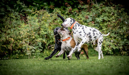 Dogs Playing