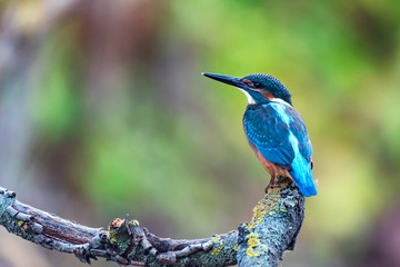 Kingfisher or Alcedo atthis perches on branch