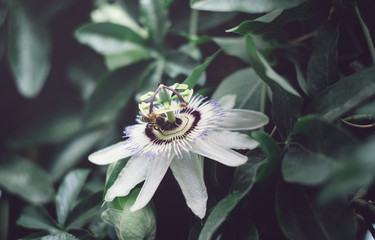 Blue flower or passionflower (Passiflora caerulea). The bee pollinates the plant. Evergreen...