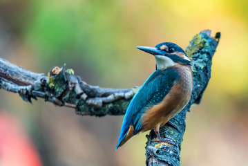 Kingfisher or Alcedo atthis perches on branch