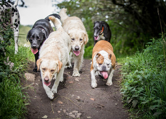 Dogs Playing