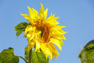 Yellow blooming sunflower