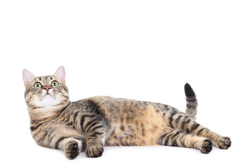 Grey cat isolated on white background