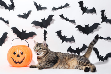 Grey cat with plastic pumpkin and black paper bats on white background