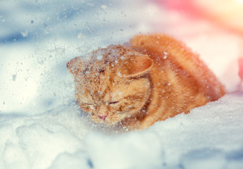 Obraz na płótnie Canvas Cute red kitten walking in deep snow in snowfall