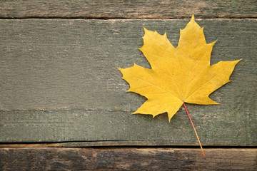 Naklejka na ściany i meble Dry maple leaf on grey wooden table