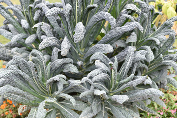 Chou palmier brassica oleracea décoratif