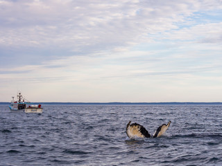 Fototapeta premium Travel Canada