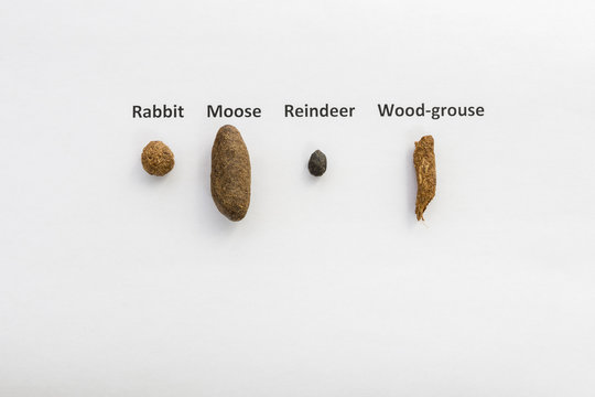 Winter feces from four different animals on white