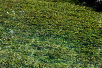 aquatic grass underwater