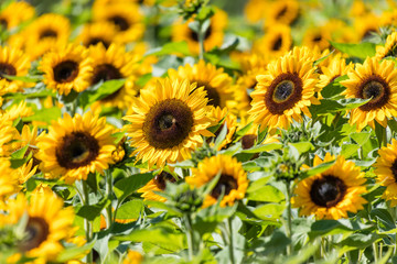 Obraz premium Yellow blooming sunflower