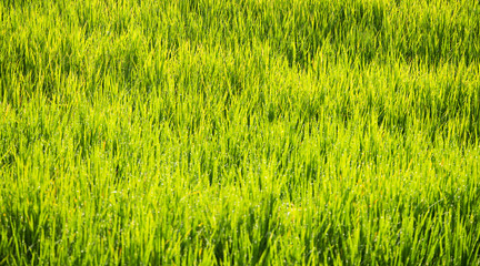 The rice fields background during the period of planting rice in the morning are wind-blowing and sunlight. In agriculture and environmental concepts.
