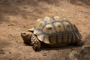 Asian giant and Galapagos tortoise live in the ground