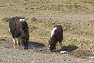 Quenching thirst by animals in a puddle.