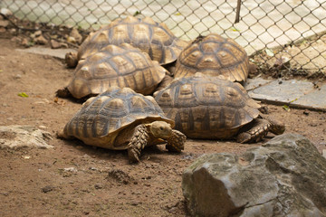 Obraz premium Asian giant Many turtles relax and sleeping in the zoo