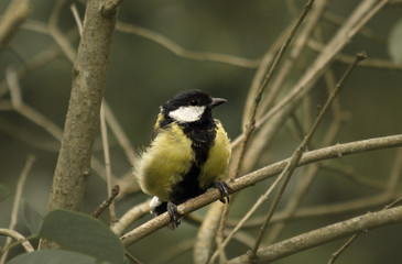 Bird chickadee perched in the branches