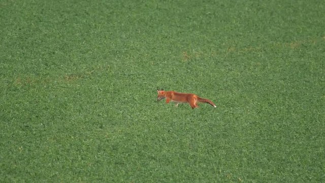 Red fox hunting mice